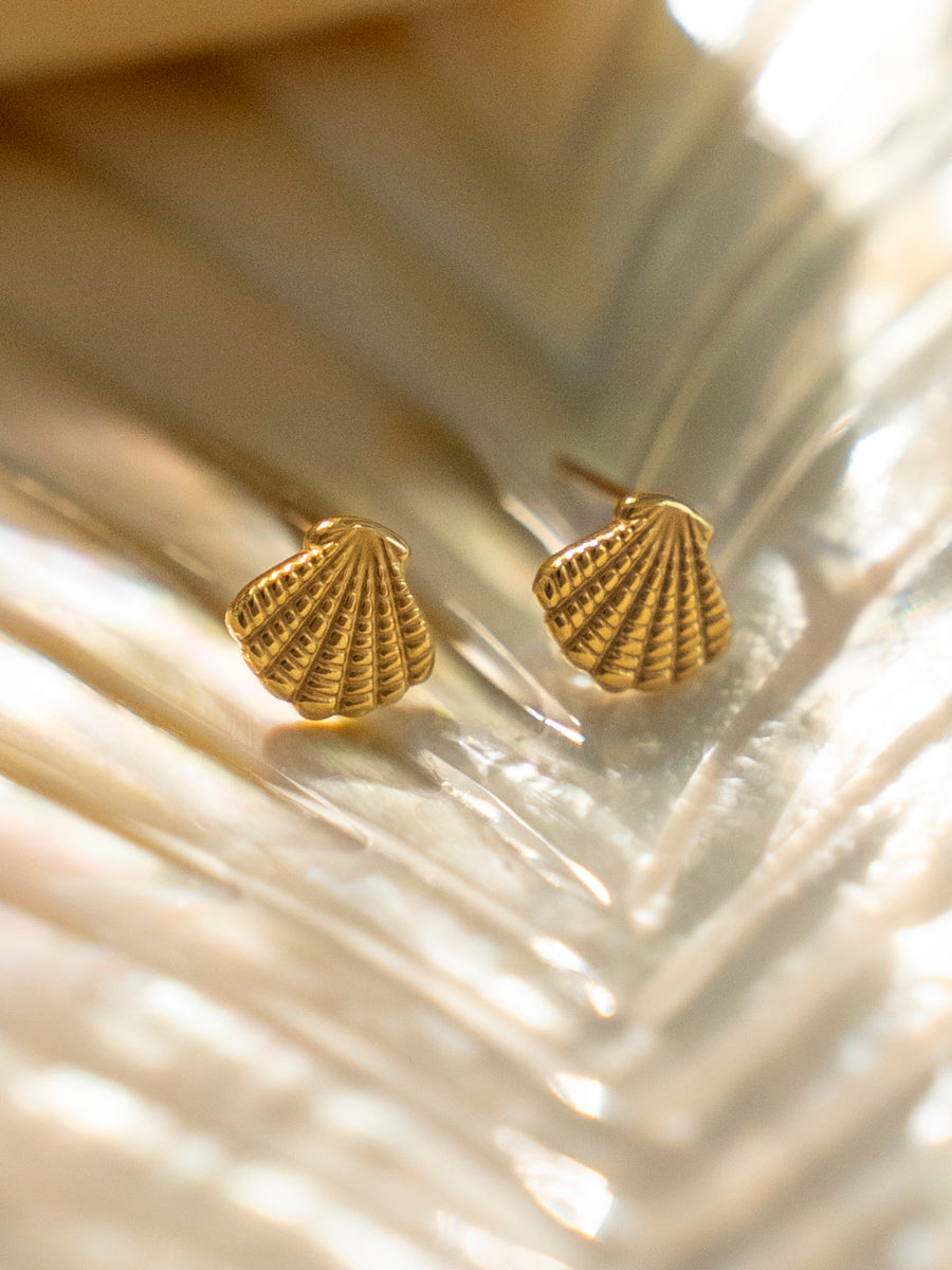Exquisite shell earrings