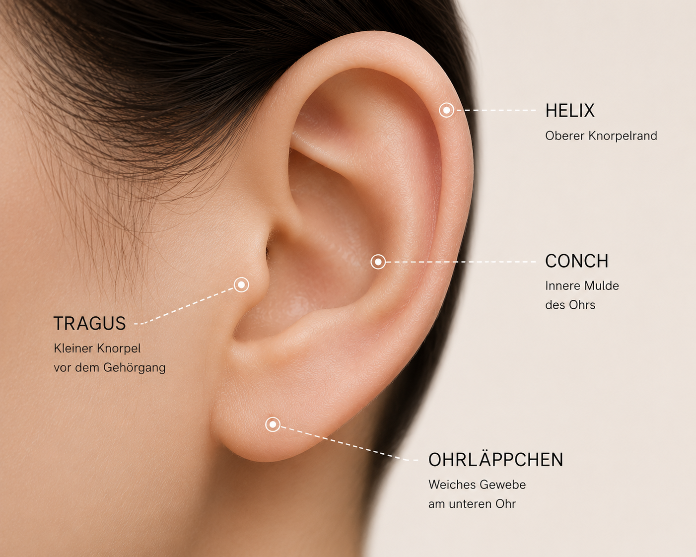position of earlobe, helix, tragus and conch